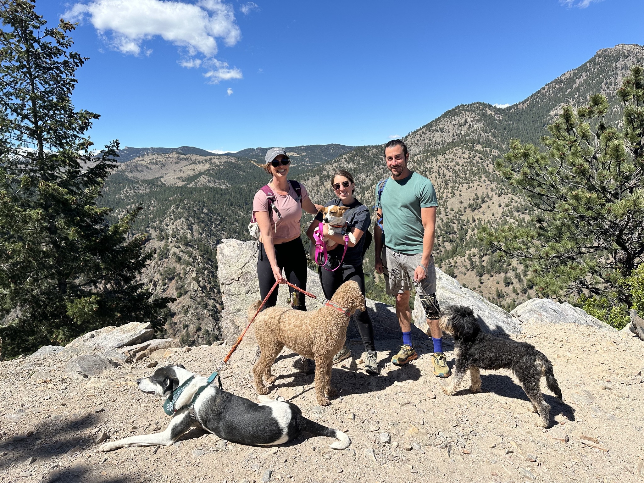 Four dogs and their hiking companions on a mountain trail